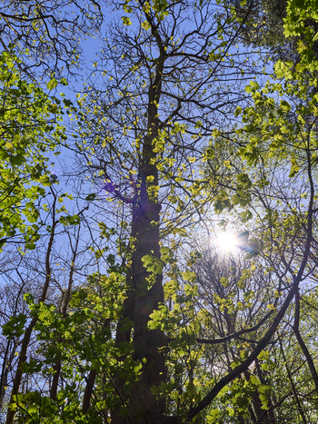This landscape photograph captures the towering trees in a forest during the late morning in spring. Sunlight streams through the branches, illuminating the fresh green leaves and highlighting the vibrant growth characteristic of this season. The clear blue sky and the interplay of light and shadows emphasize the dynamic beauty of the trees, which are the main subject of the image. The overall scene conveys the vitality of spring, as the trees reach upwards and the natural environment awakens in the bright morning light.